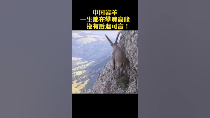 脚下是万丈深渊，后退就等于死亡！#shorts - 天天要闻