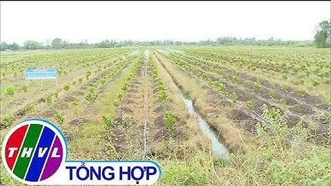 THVL | “Nóng” diện tích trồng mít Thái