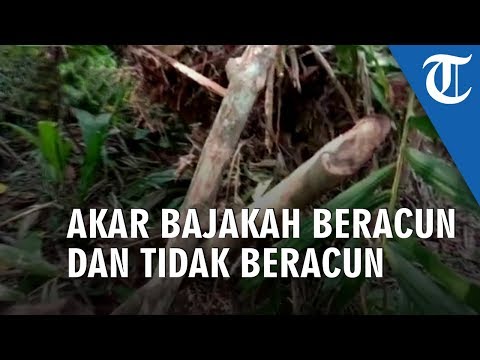 Video: Chicory - Faedah Akar, Petunjuk Penggunaan, Bahaya