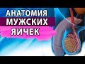 Мужская половая система. Половая система. Мужское здоровье. Урология.