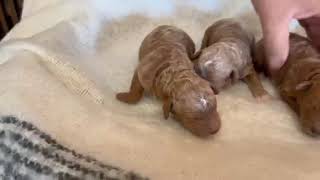 Cinnamon & Flash's Litter