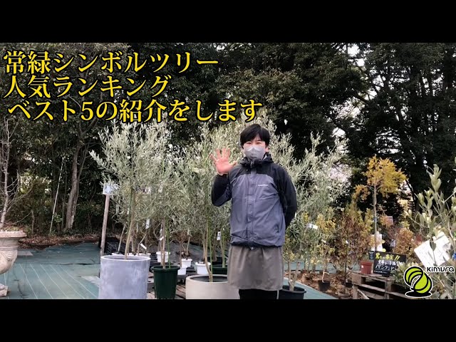 プロが教える2022年最新版 人気の常緑シンボルツリーベスト5｜神奈川県
