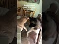 Boxing match #akitaworld #cat #dogmom #puppy #boxing #foryou