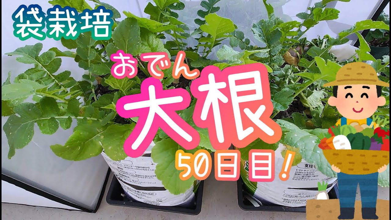 おでん大根 種まきから50日 袋栽培 家庭菜園 21年 Youtube