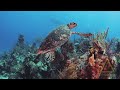 Underwater demo reel
