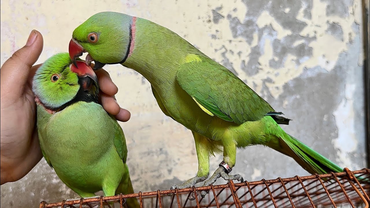 Parrot talking 🦜 | Ringneck parrot talking | Parrot sound .... 