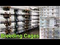 My Bird Breeding Cages And Set Up | Finch Breeding Room | Aviary