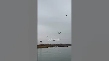 اغنيه لكيته اجاني ولون أيامي لايك اشتراك 
