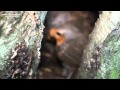 Erithacus Rubecula European Robin, Зарянка, малиновка, гнездо Moscow