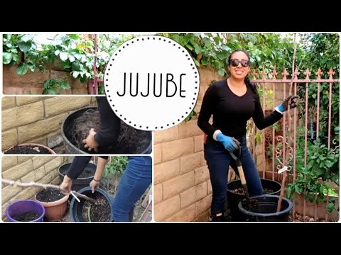Vidéo: Can You Grow A Jujube In A Container - En savoir plus sur les jujubes en pot