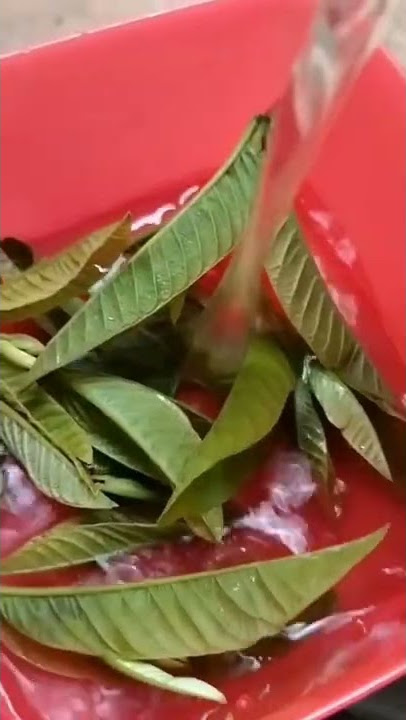 Pucuk daun jambu biji bisa mengobati diare? #health #healthy #guava #jambu #diare #guavafruit