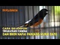 Cara Ampuh Tingkatkan Stamina Dan Nafas Panjang Murai Batu Mp3 - Mp4 Download