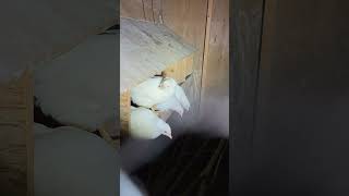 Late August 2026 Chicken Updates @post.10