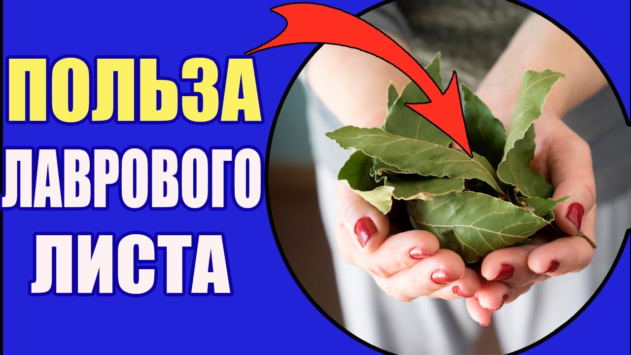 Лавровый лист польза и вред, Это сильный антисептик противовоспалительного действия...