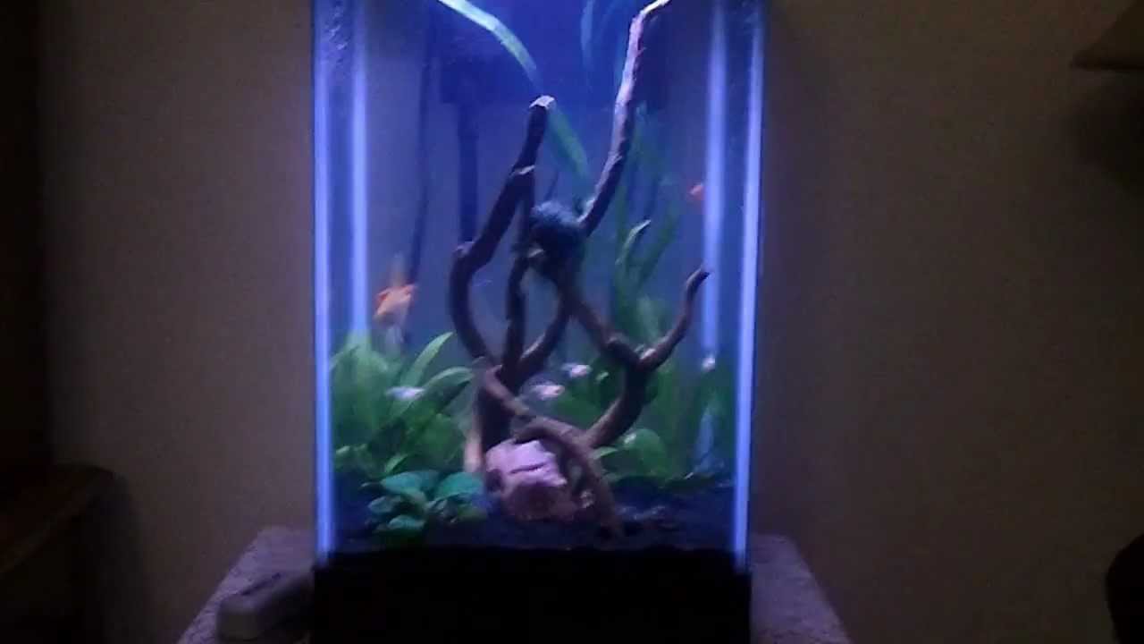 15 gallon aquarium youtube