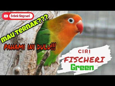 Ciri khusus Lovebird Fischeri Green!!!