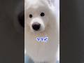 ママの帰りを知った大型犬の反応が可愛い！ #サモエド #samoyed #癒し