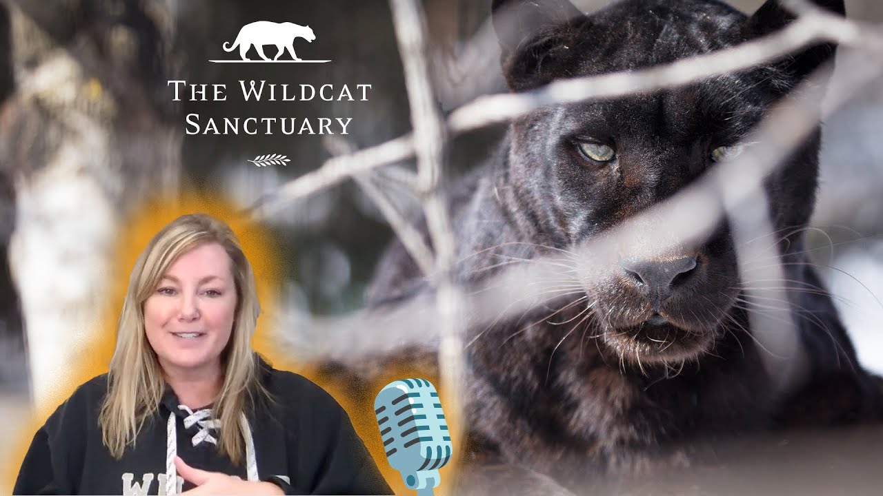 Wildcat Wrap Up Ep. 1 || The Wildcat Sanctuary - YouTube
