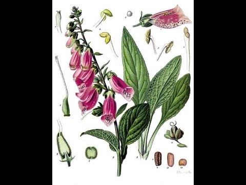 Фармакогнозия сердечные гликозиды ЯДЫ