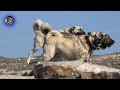 Kangal - Anadolu Çoban Köpeği