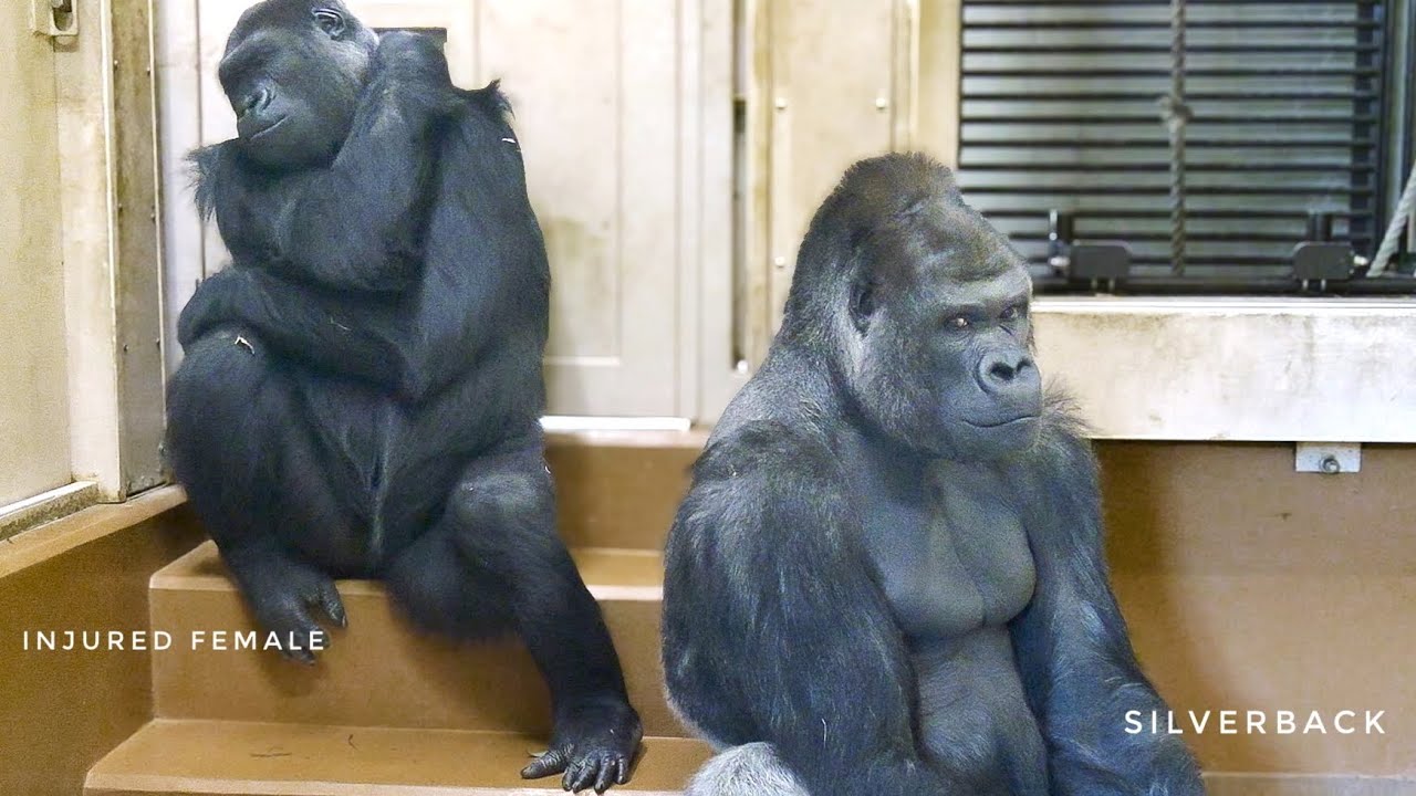 Silverback Gorilla stays close to Injured Female | Shabani's Group