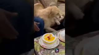 Funny dog sneaks eating a cake by pretending to be excited