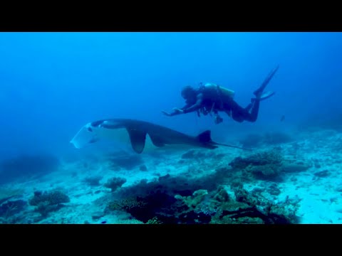 Divers free manta ray entangled in fishing line after it approached them.