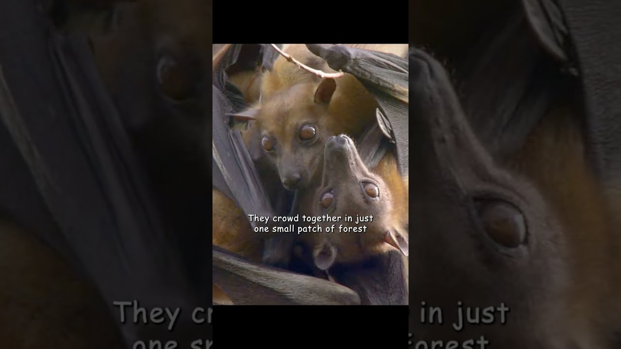 This Group Of Bats Will Eat A Billion Fruits Wildlife Animals Shorts