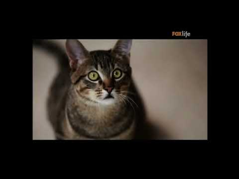 Spot schesir gatto - 2010
