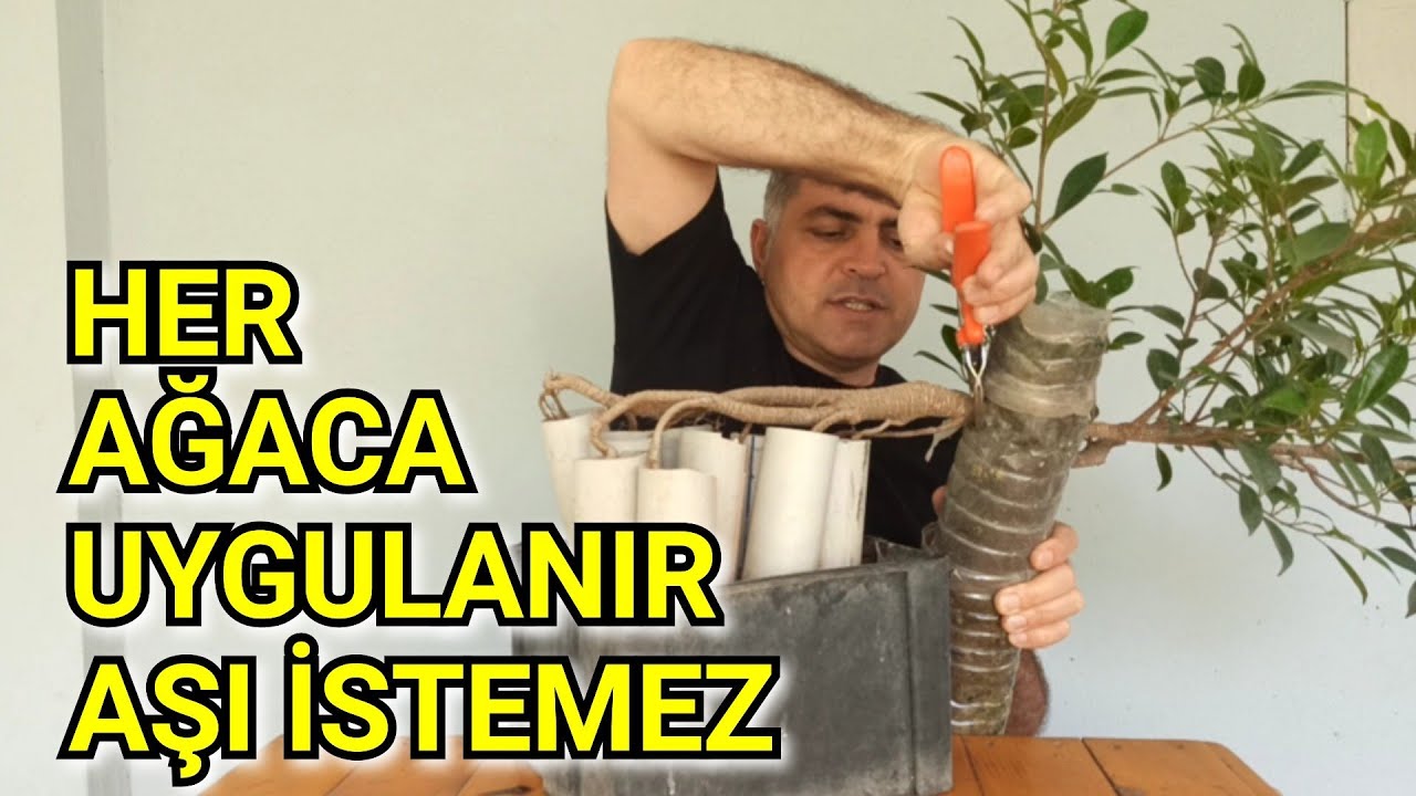 Bu Yöntemle Aşılı Ağacınız Olur, Hemde Meyve Vermeye Hazır