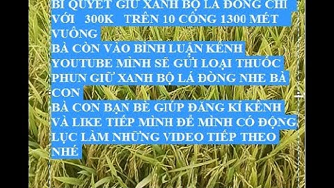 Bí quyết giữ bộ lá đòng xanh_bóng mượt, hạt chắc tới cậy @ RUỘNG LÚA MIỀN TÂY