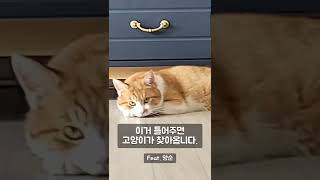 [250만]고양이 부르는 소리 2탄 (cat calling)