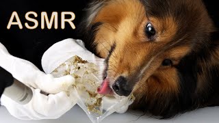 ASMR Puppy Dog eats Fish Bowl meal LickiMat Satisfying Relaxing Tingly Eating Sounds No talking