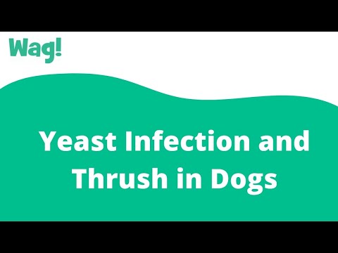 वीडियो: कुत्तों में थ्रश