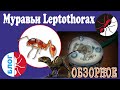 Муравьи Leptothorax (Temnothorax) Обзор.