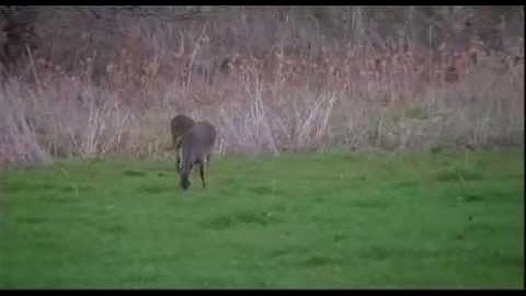 Determining Food Plot Size