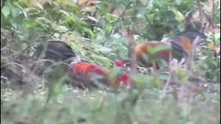 MIKAT AYAM HUTAN || ayam hutan perlahan tapi pasti mencari kelemahan pikat