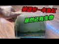被遺忘了快一年的魚缸,裏面居然還有生物,只是模樣變了