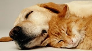 MUSIQUE TRÈS CALMANTE Pour Chiens et Chats ♥♥♥ Sommeil Paisible, Soulage le Stress et l'Anxiété 🎧 3H screenshot 3