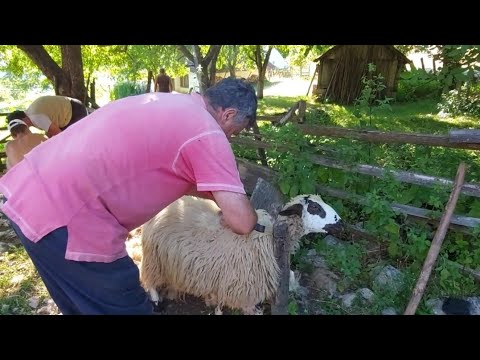 Video: Da li su ovce ozlijeđene kada se šišaju?