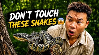 These Beautiful Snakes Are Actually Deadly 😱🐍