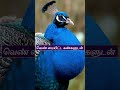 மயில் #shortsfeed #tamil
