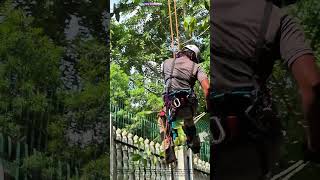 Rope-Dropping Mastery: How Arborists Turn Trees Into Safe Descents