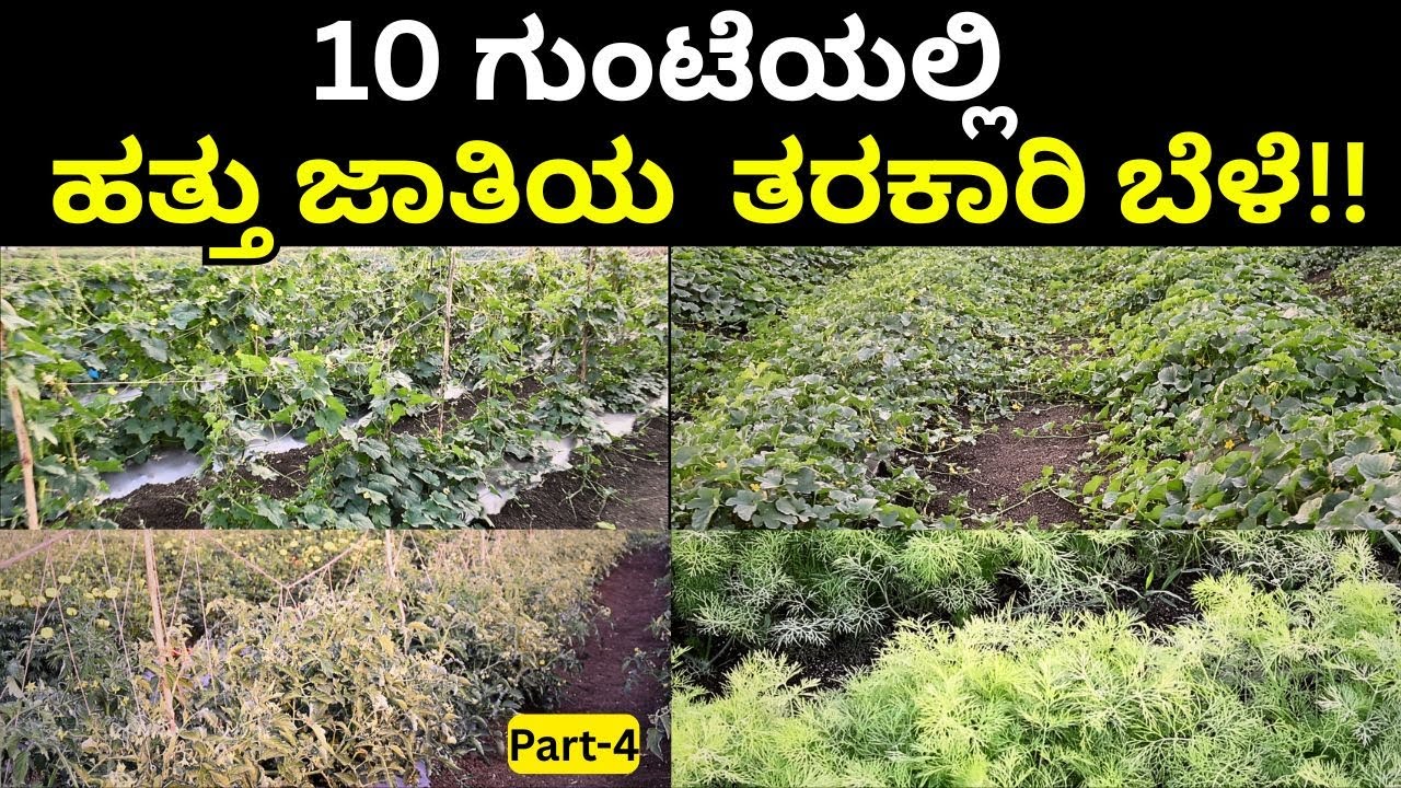 ನನ್ನ ಯಶಸ್ಸಿಗೆ ತಿಪ್ಪಿ ಗೊಬ್ಬರ ಕಾರಣ!!