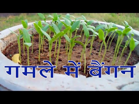 वीडियो: पौध रोपण लैंप