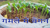 How to Plant Eggplant