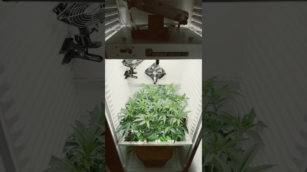 BT #11 - ICE CREAM CAKE 🥦 Fridge Grow 2.0 