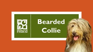 Bearded Collie Fun Facts