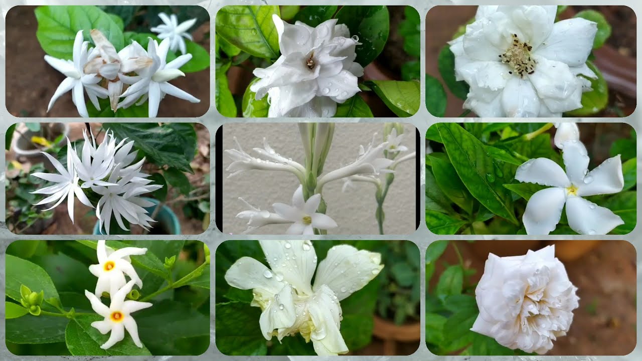 179 Top 10+ White Flowers of My Garden YouTube
