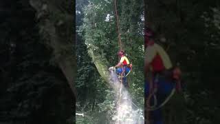 Beech Dismantle